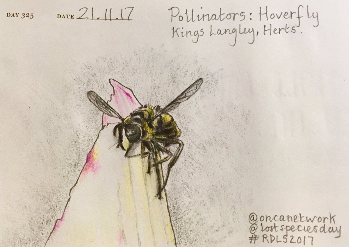 Venster67's tweet photo. One Sketch A Day_21.11.17
'Pollinators: Hoverfly
@oncanetwork @lostspeciesday #RDLS2017 #Hoverfly #pollination https://t.co/vIVAmNFD4w
