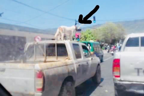 Carlitxaz's tweet photo. Things we see when we travel... #timor #travelphotography #thirdworldstuff #dogsoftwitter https://t.co/DQvHIzms25