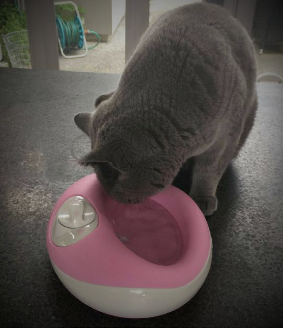 HeyrexTweets's tweet photo. Did you know that our 1L Torus bowls come in Pink? Perfect for a smaller pet with great style! #heyrex #torus #makeminepink
Shop Here: https://t.co/dFQhSTM73W https://t.co/twbX9VOjls