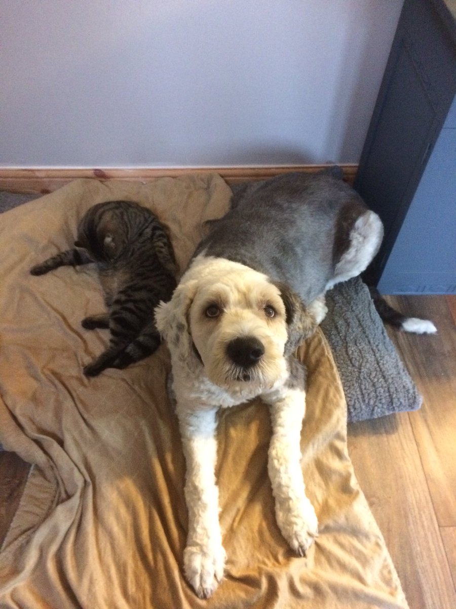 Ashton Home Design (@mkladydecorator) on Twitter photo 