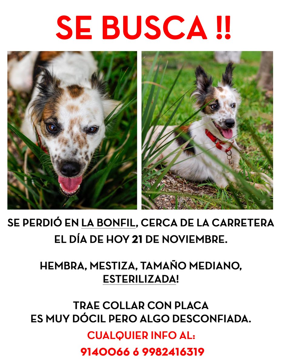petopiamx's tweet photo. #SeBusca #cancun #bonfil #perroperdido nos ayudan difundiendo.
Responde al nombre HASHISH, cualquier info se agradecerá infinitamente. @VivoEnCancun @Tierradanimales https://t.co/Ae5k9JmQG8