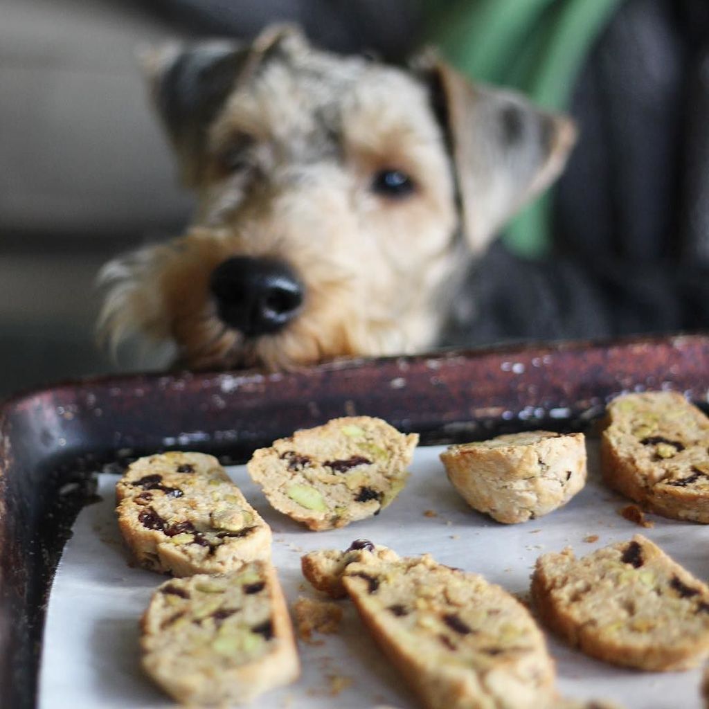 jessica_tom's tweet photo. He has no idea how much yummy people food awaits him this week. // cherry pistachio biscotti from @inagarten’s #cookingforjeffrey https://t.co/OczWxMMguL https://t.co/oljCuRx6l4