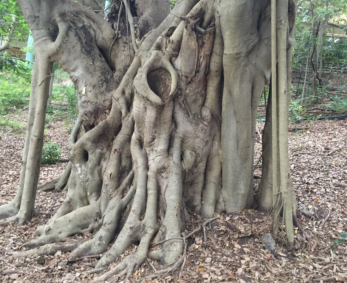 Beautiful old tree in the grounds of the Wesley Hospital, Auchenflower. #SnapBrisbane <a href="/SnapBne/">Snap Brisbane</a>