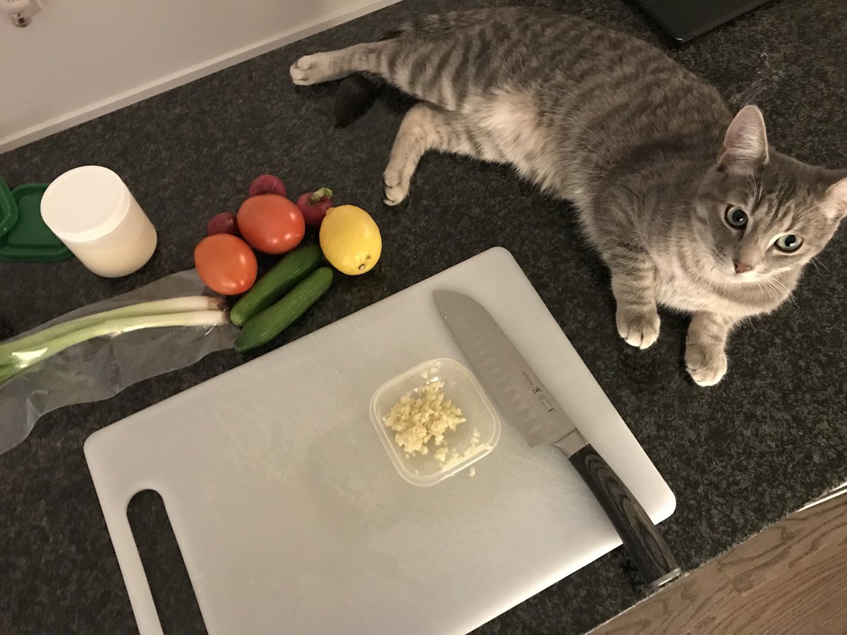 a_mcgrath1's tweet photo. I’ve got the cutest lil sous-chef tonight! @Goodfood_CA #missmax #maxthecat #foodie https://t.co/mP8ZVKPGuY