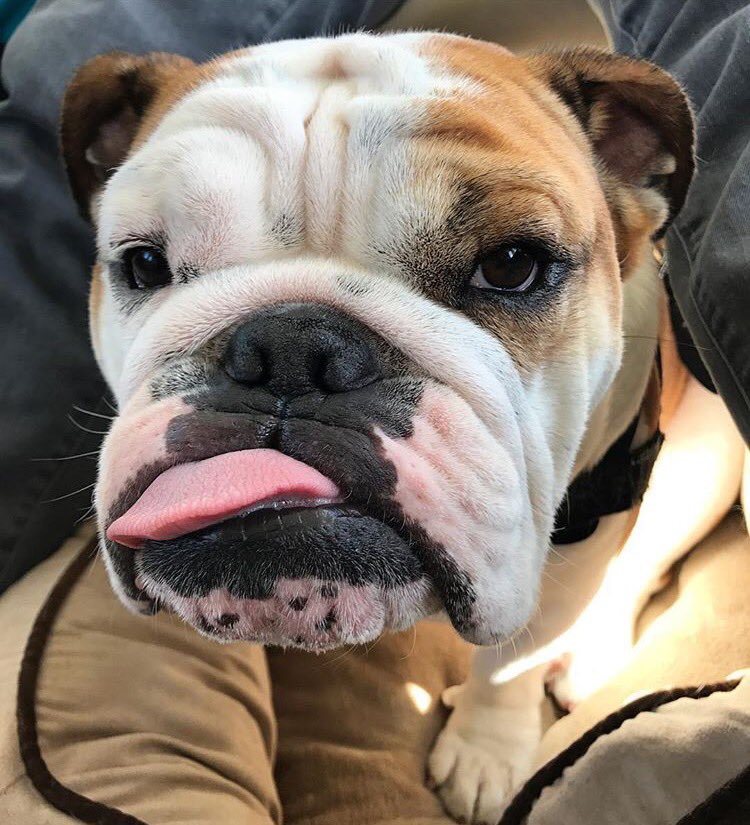 Is it #thanksgiving yet? <a href="/KingBentleyTBD/">KingBentley_Bulldog</a> is ready for some turkey