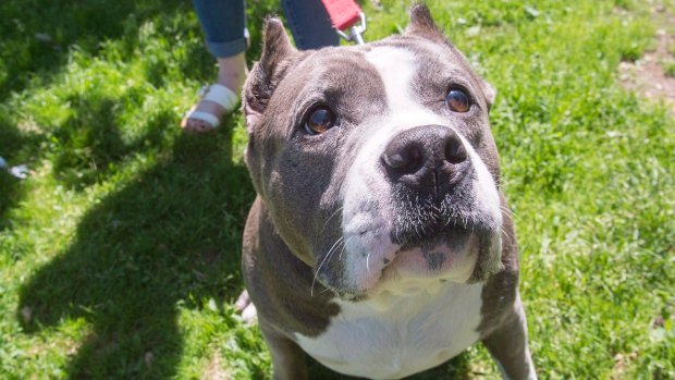 CTVNews's tweet image. Under new mayor, Montreal moves to repeal pit bull-type ban ow.ly/yvKe30gJIx6