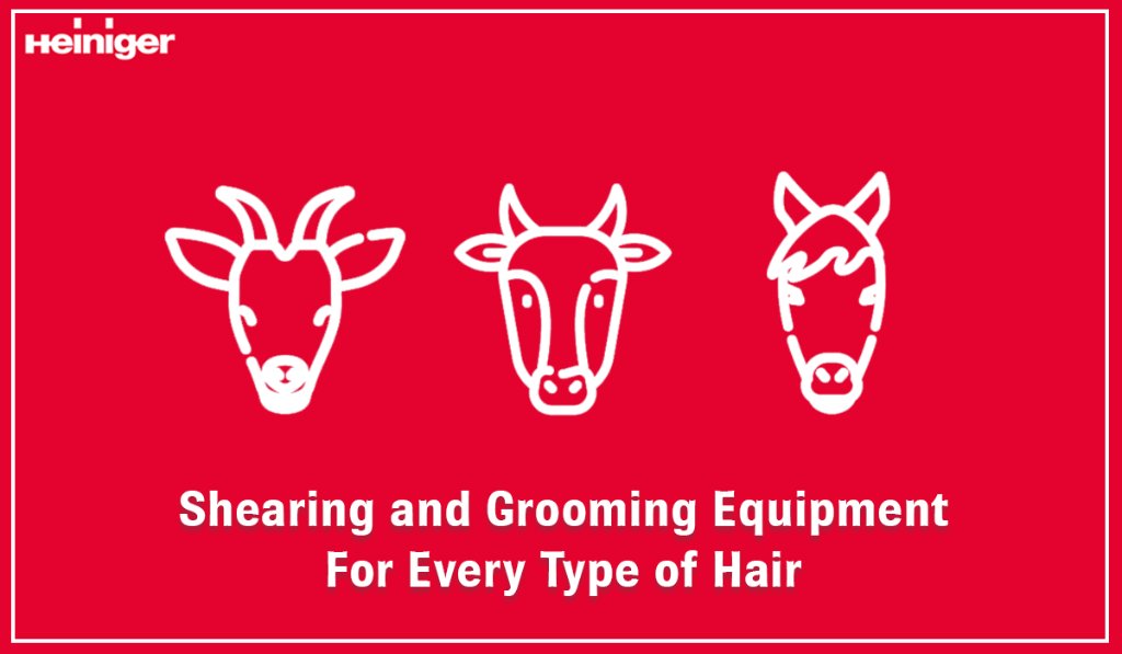 Did you know our range of cutters, combs and clippers aren't just limited to sheep? Camels, goats, llamas and alpacas can also experience our cutting-edge technology and precision. Take a look for yourself: qoo.ly/jeqng