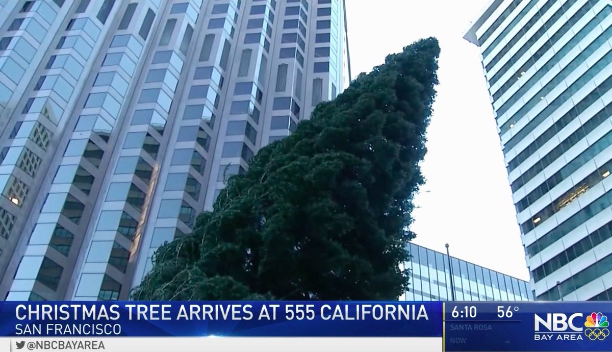 555 CA Tree Lighting tweet media