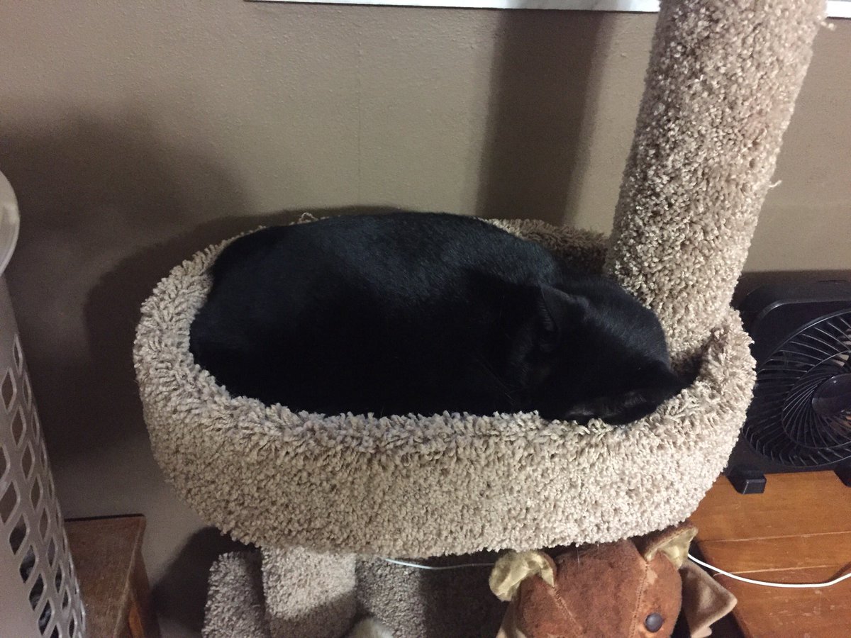 SkittlesFriends's tweet photo. Sabre: We have some very inconsiderate people in our  neighborhood setting off Fireworks tonight, 😾💥😿 So the Big Guy is closing the windows &amp; trying to comfort us. #WehateFireworks https://t.co/XUtqs3u31g