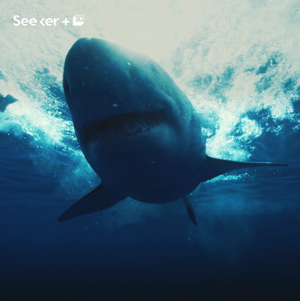 Great White Sharks are helping us understand the human brain. | Seeker