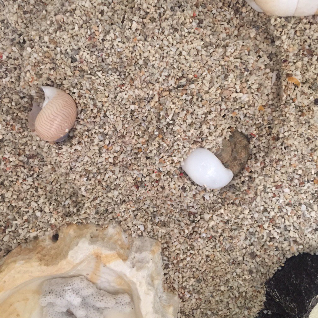 やまうち A Twitter 貝 の名前 本当の生物の名前の表記でなくて オカヤドカリの殻の商品名としての名前が市場にでていて 可愛い殻がちょっと調べにくいとおもいます イチゴミルクみたいな色の殻や 青黄白だったかのカラフルなシマシマの殻とか 自然のものであっ