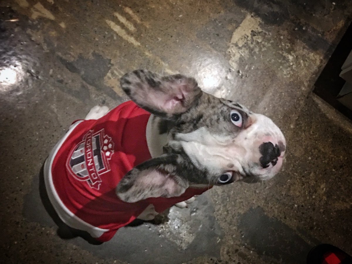 BetterRedBlog's tweet photo. Game day, game face. Let’s go Reds! #tfc #mls https://t.co/5ssICHIhTu