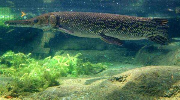 アリゲーターガーなど 特定外来生物 に 飼い続けるには申請を