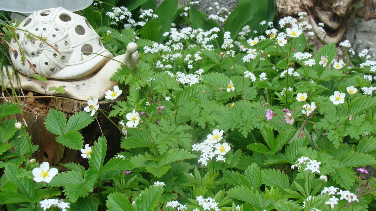 Mature landscaping. Ocean view home for sale. ow.ly/ihnE30gJjxh #realestate #oceanview #CampbellRiver #VancouverIsland