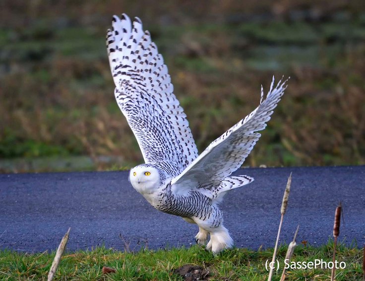 Gr8tfulnis's tweet photo. #ProjectSNOWstorm, a raptor research project, documents #SnowyOwl ecology, behavior, and explores possible health risks from environmental toxins. They track their migrations in detail using GPS/GSM transmitters and use the results to better understand and conserve the species. https://t.co/lJS361r1iM