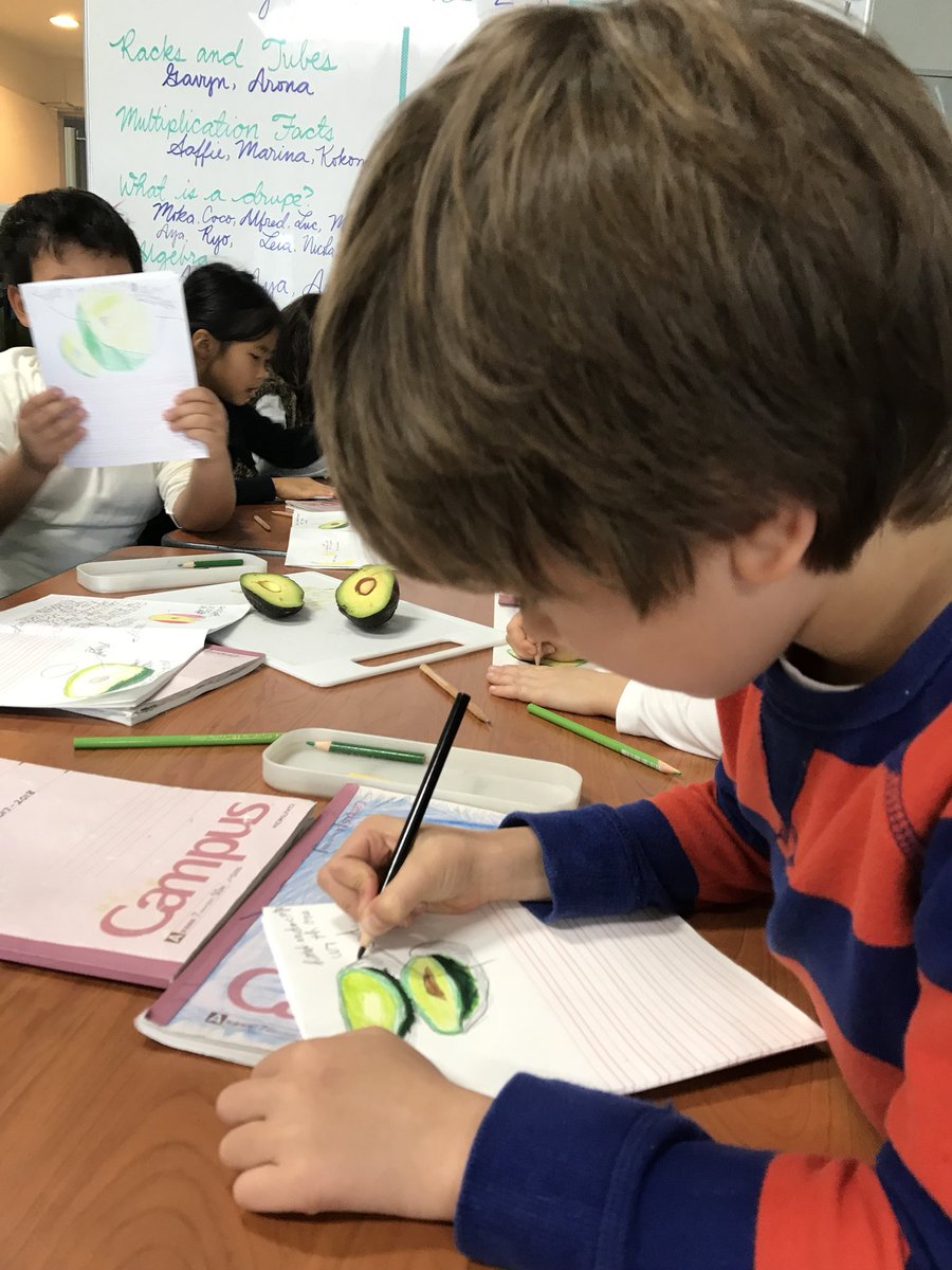 MSTokyoOak's tweet photo. We're classifying fruits! What are DRUPES? Fleshy fruit with thin skin and an endocarp containing one seed. 😄Sketches in progress 🥑🍑🍒 #MSTbotany #MSTElementary #MSTdiscovery https://t.co/1xupJ06WYe
