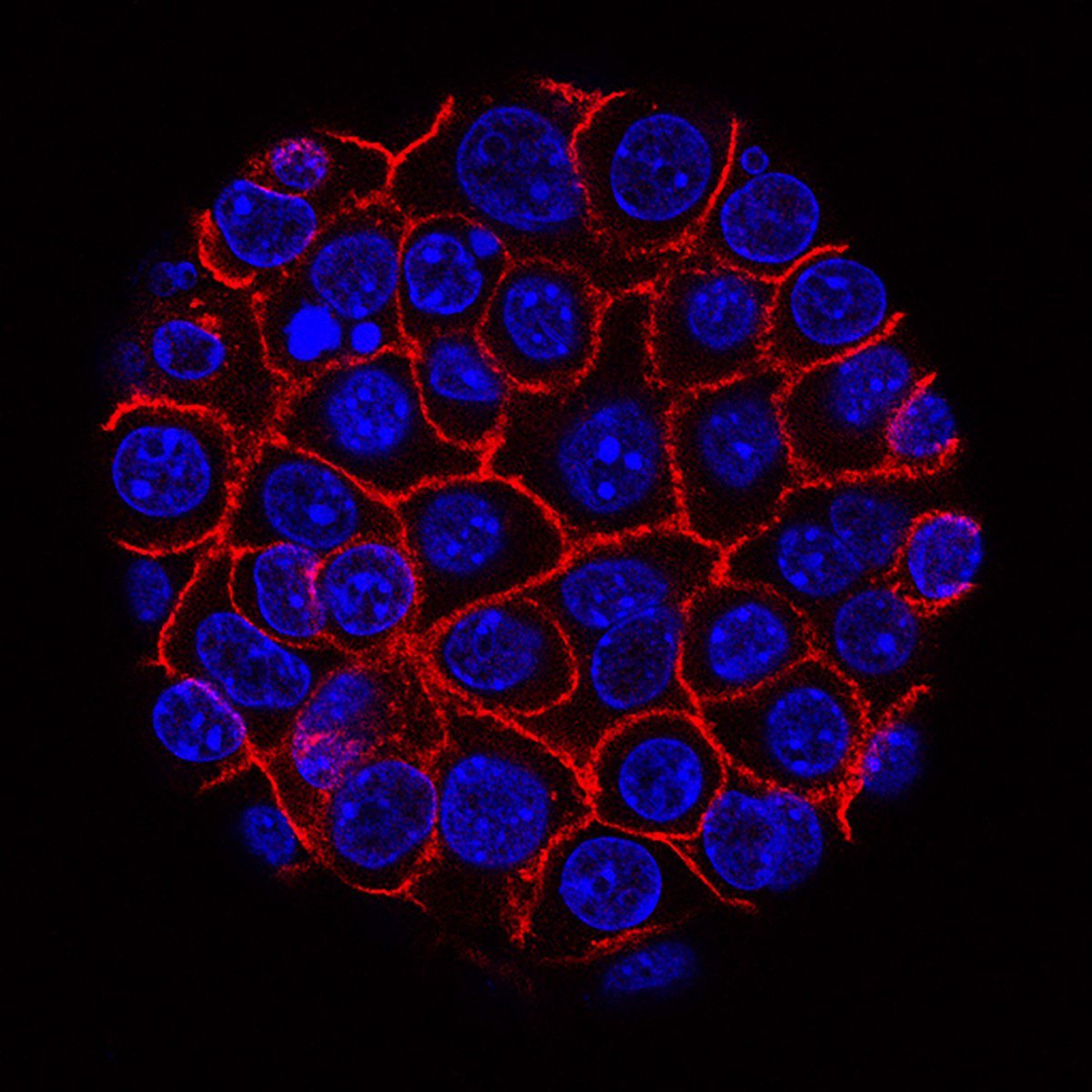 National Cancer Institute tweet media