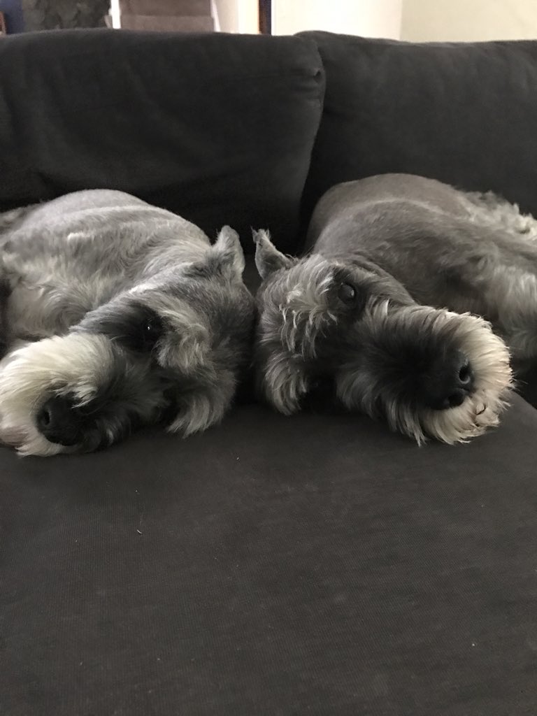 TwoGreyDogs's tweet image. Why hello there! 2GDD is back! We put our heads together to streamline and we’re re-opening our virtual doors!
 etsy.me/1bz9oip