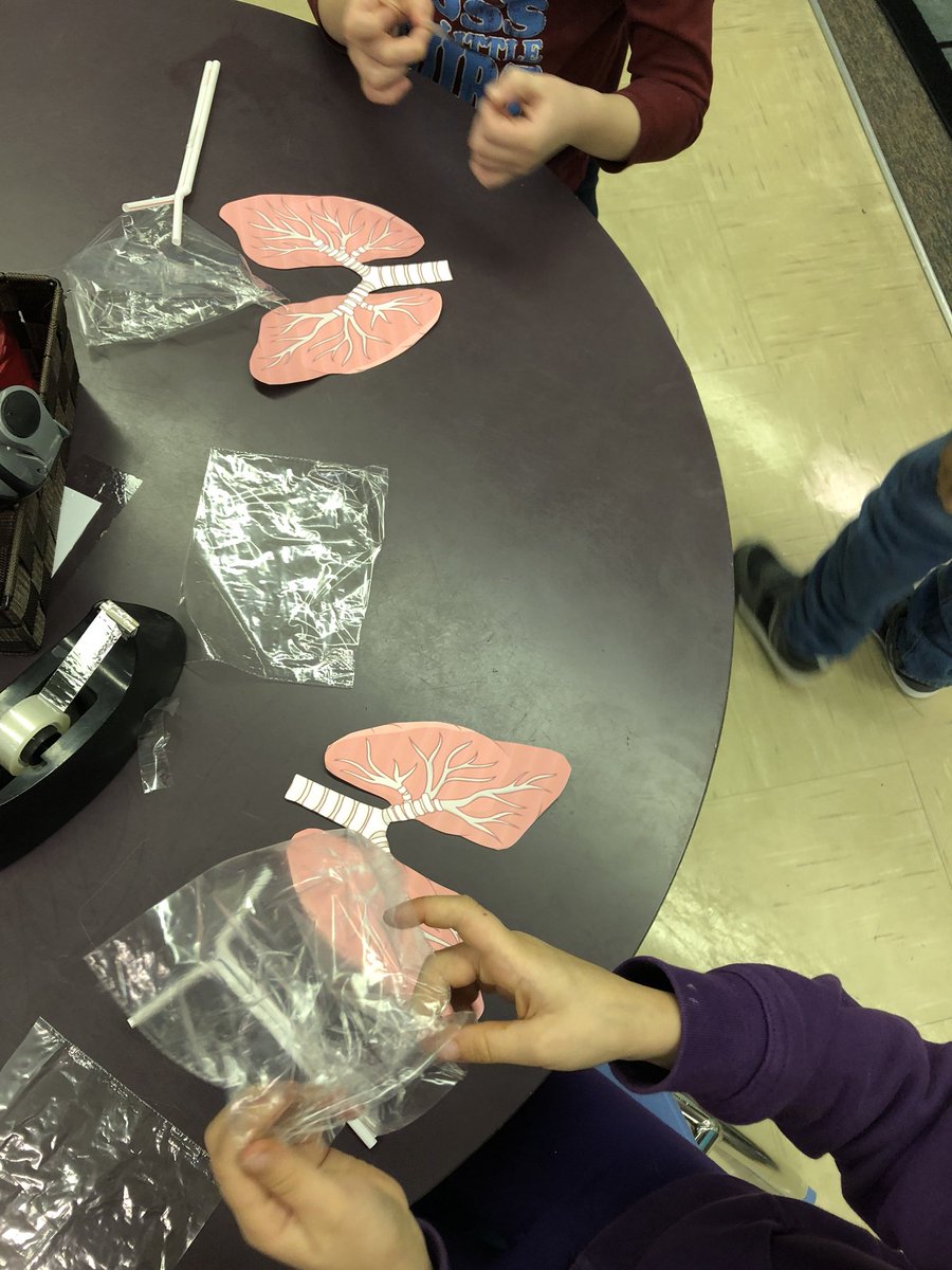 mschelseaallen's tweet image. Building their lung replicas! So much fun! 😄🍎 #gradeone #science #inquiryquestions