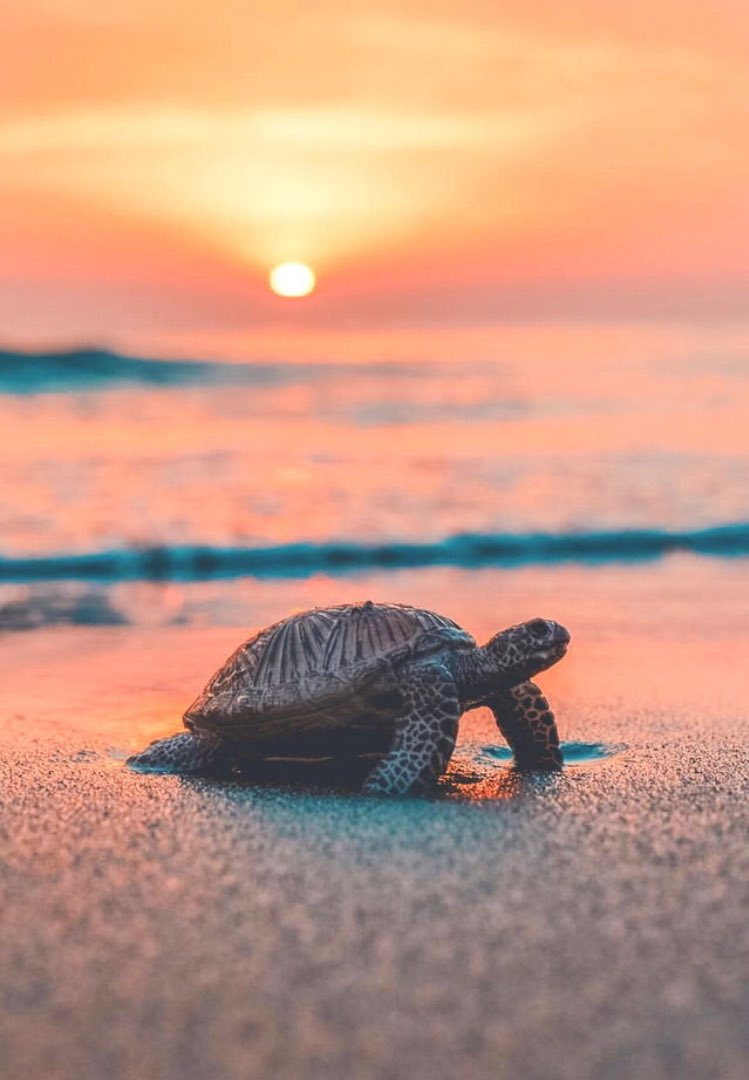 TropicaliSupply's tweet photo. Turtles are amazingly beautiful creatures 😍🐢 https://t.co/ICR3RuupmU