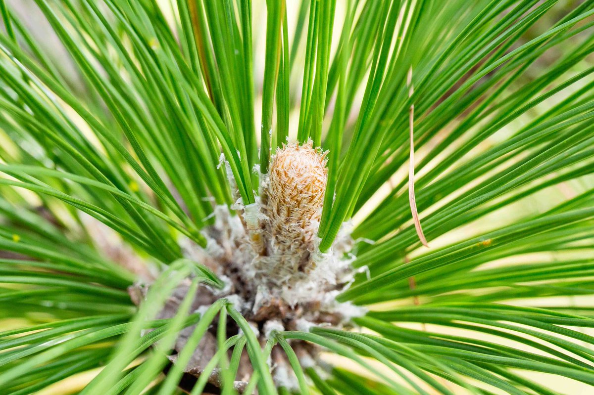 jwnature's tweet photo. Growing TREErific Texas Trees @TXForestService #JonesStateForest Native Plant nursery. The tree you plant will tell your story for years! @everykidinapark @naturallyatx @SGSF_Forests @ForestrySource @DiscoverForest @WoodsyOwl https://t.co/6CuuH2c19H