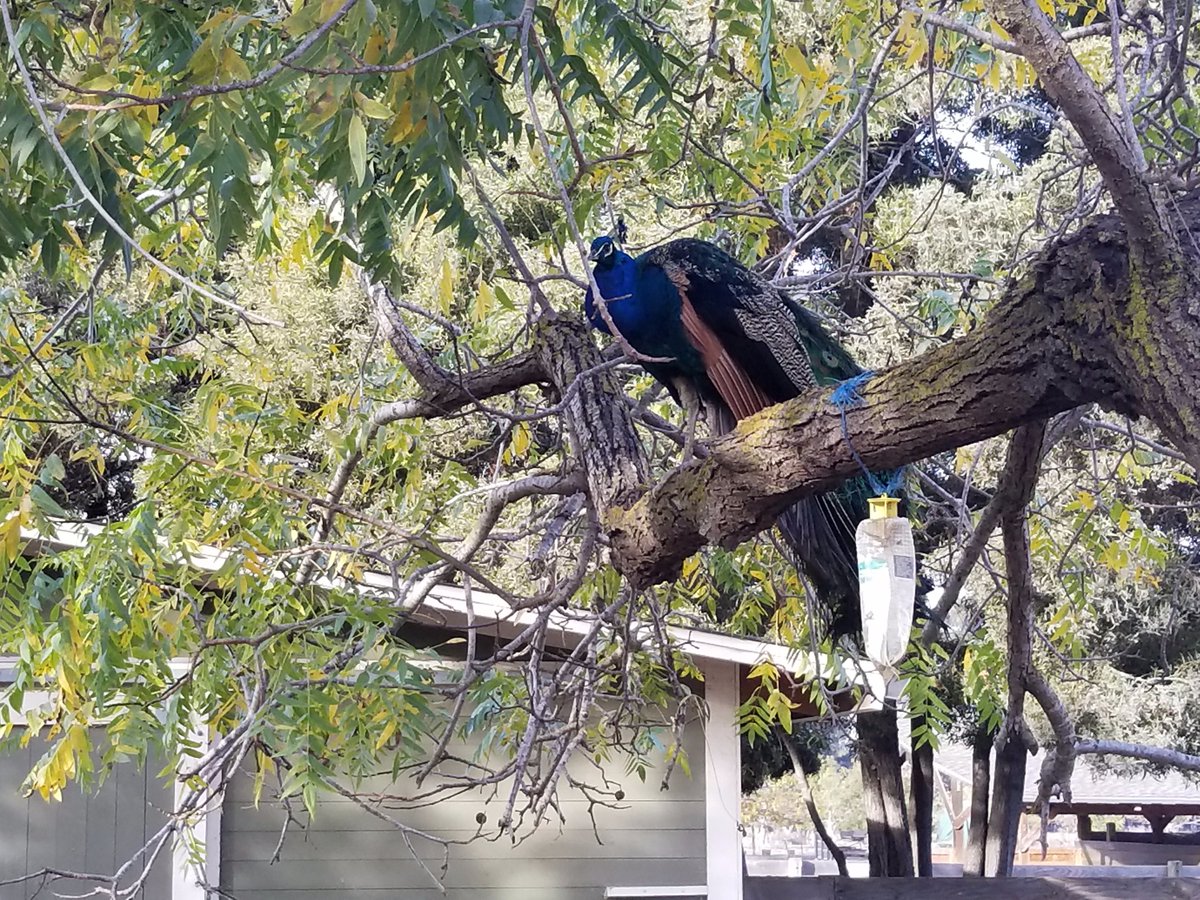 sarawithnotah's tweet photo. Closest I could find of a turkey in a tree. Ardenwood, Fremont, CA. Saturday with my mother-in-law. https://t.co/BUSPu231gu