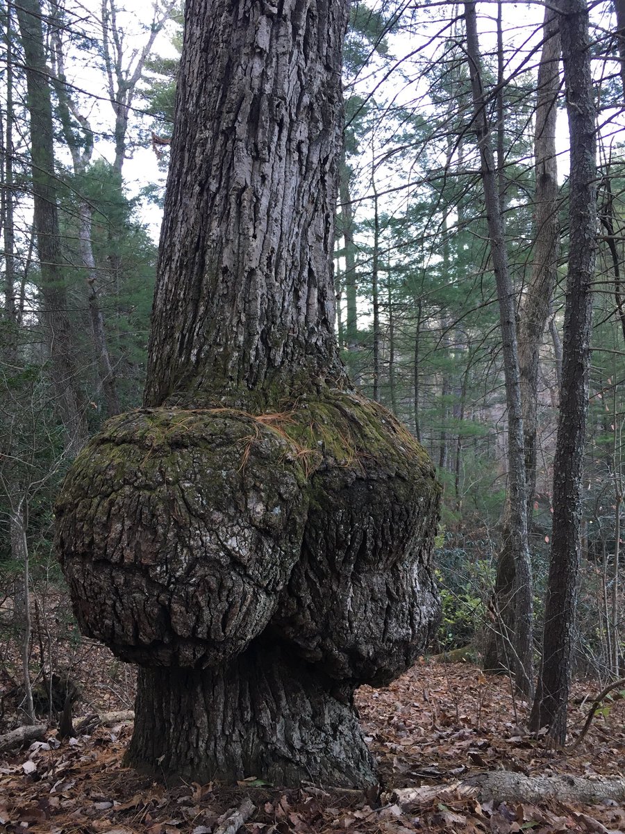 EPBAuthor's tweet image. Took the kiddos to Carl Sandburg National Historic Site this weekend. During our hike we came across the most unusual of trees. They were convinced it looked like a big butt. Yeah, I just decided to go with that and kept my thoughts to myself ... 😂 
#nature #uniquetree #hiking