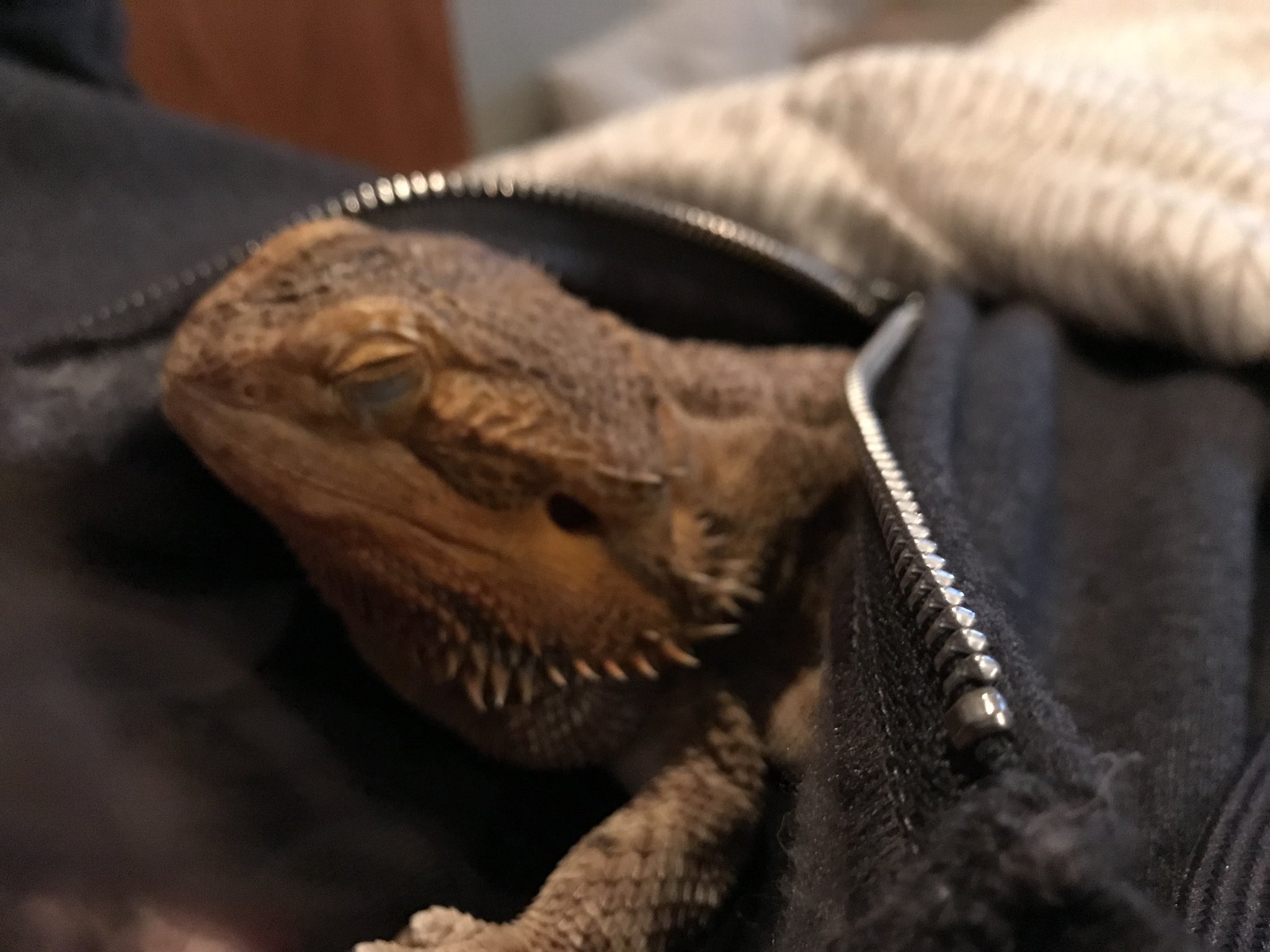 Cuddly bearded sale dragon