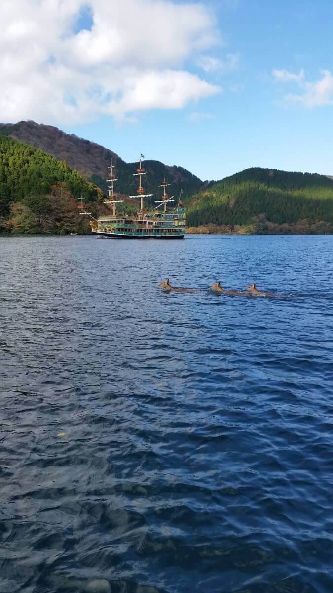 芦ノ湖すずきボート 芦ノ湖 鹿 泳ぐ 海賊船とコラボ