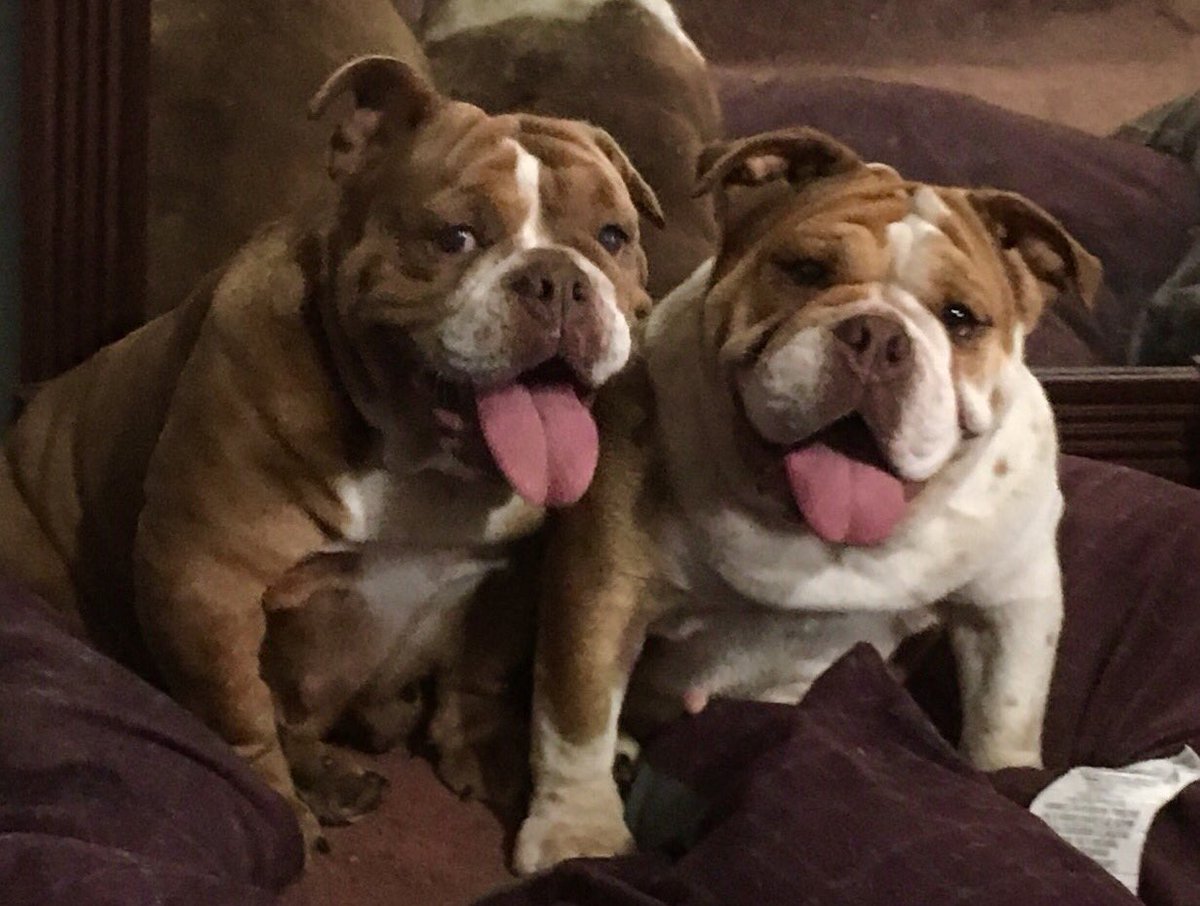 thomasvic's tweet image. A couple of our Bulldogs contemplating mischief...