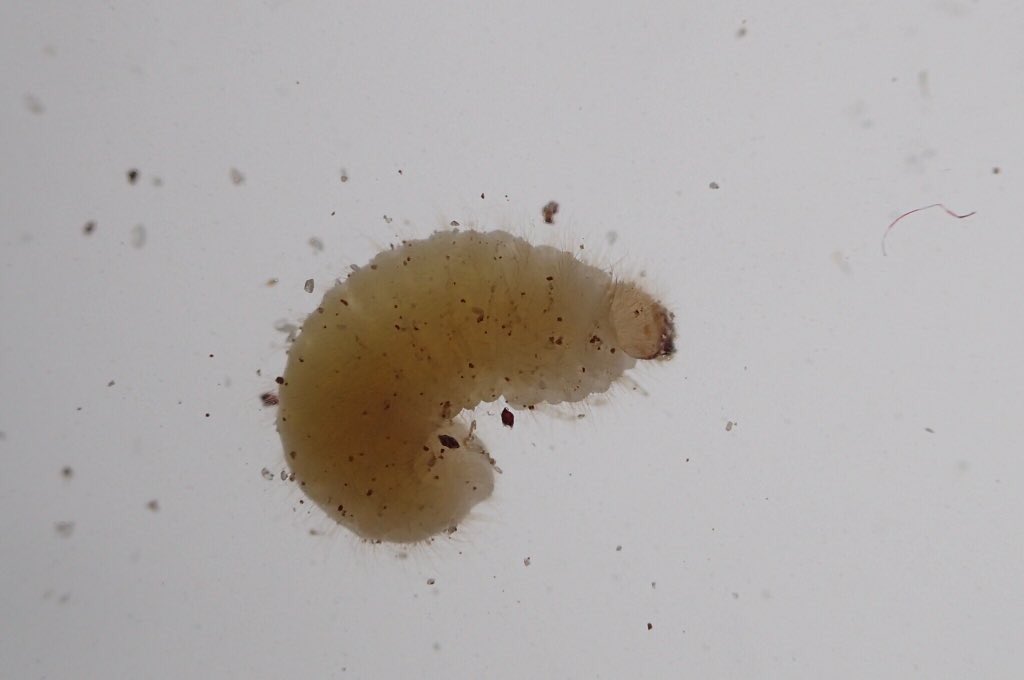 大地の妖精テラエルフ 例のココア虫ですが 無事九州大学生物的防除研究施設天敵昆虫学様へ届きました 虫の名前はタバコシバンムシ Lasioderma Serricorne 乾燥した植物質を広範に食害する貯穀害虫 写真は幼虫と成虫です 下から顔を見ると案外 大地の妖精テラエルフ 例のココア虫ですが 無事九州大学生物的防除研究施設天敵昆虫学様へ届きました 虫の名前はタバコシバンムシ Lasioderma Serricorne 乾燥した植物質を広範に食害する貯穀害虫 写真は幼虫と成虫です 下から顔を見ると案外