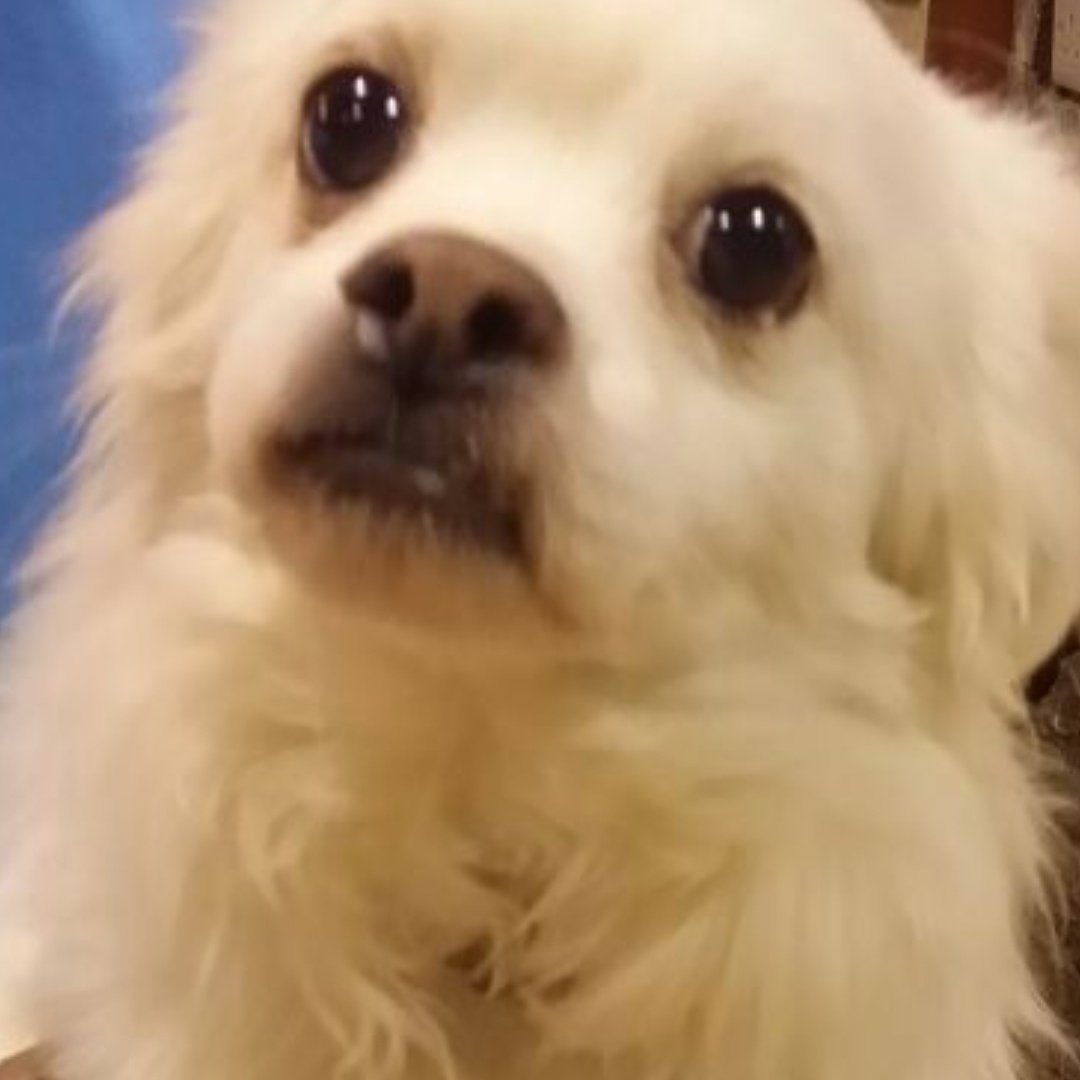 Hpetshelter's tweet photo. مكسيموس ذكر جابنيز ميكس تخلى عنه اصحابه مطعم لطيف مع الأطفال للتبنى #تبنى #الرياض #تبن��_لا_تشترى
#dog_behavior #adoption #dogs https://t.co/aOc8l7oxNC
