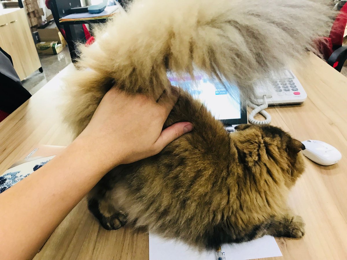 laboosjapan's tweet photo. 会社で飼っている猫ちゃん🐱
たまに仕事の邪魔をしたりしますが、みんなに可愛がられています🐈
#laboos #台湾 #食器 #竹食器 #子供食器 #赤ちゃん食器 #ベビー食器 #出産祝い #キッチン用品 #天然素材 https://t.co/zOVcQW3XO4