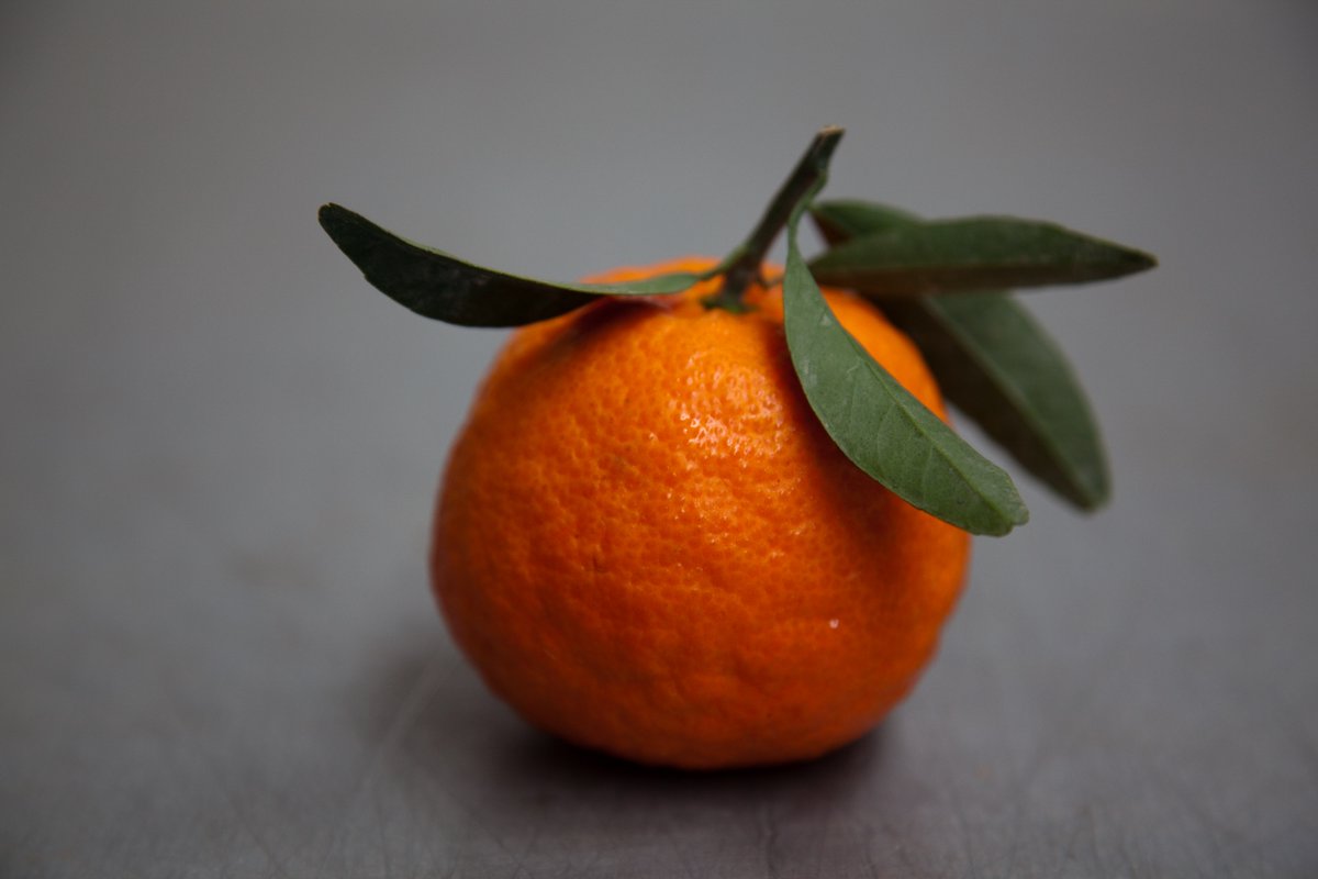 FreshLand_'s tweet photo. #FruitArt | Every fruit is like a piece of art... wrinkled sweetness
#freshland #clementines #lameirafarm #sweetashoney #nakedfruits
Photo credit: #ANNETTBOURQUIN https://t.co/5xPFZk97u6