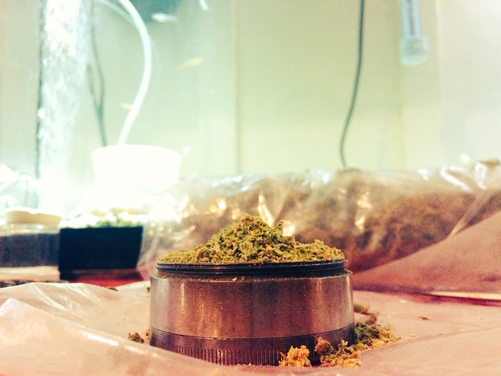 <a href="/MikeRob47354384/">Mike Robinson</a> <a href="/khyatt25/">kristina LP</a> <a href="/M_EIshm/">JusSayin</a> @420MakeItLegal @_dopedaneille <a href="/LARRYIRBY6/">LARRYIRBY</a> <a href="/BoyGiuly/">Giuly Boy</a> <a href="/ArmyOfPotheads/">Army of Potheads</a> <a href="/NorCalStoner420/">★Mary★</a> <a href="/highowlsapparel/">High Owls Apparel</a> <a href="/CannabisFN/">Bao Khuyen</a> <a href="/Norstackk/">S. W. N.</a> <a href="/WeedEssence/">Weed Essence</a> @herbalinfuser <a href="/loudbank/">albert chan</a> <a href="/thcmed/">Trichome Health Consultants</a> <a href="/Kunzitoons/">Kunzitoons</a> <a href="/dankcreative/">Dank Creative</a> <a href="/Dr_Big_Budzz/">The Haze Of Our Lives™</a> <a href="/CenturionProSol/">CenturionPro</a> @jamesgr242 <a href="/tripprrr/">Rick</a> <a href="/Cogitatorium/">Cogitorium</a> <a href="/james_bong13/">TrutherBong13</a> @Kooky_420 <a href="/4Rare420_Rx/">Mat Rhoades</a> <a href="/Chri27ina420/">Chri27ina</a> <a href="/EmeraldZoo/">Emerald Zoo LLC</a> @lrbates21517 <a href="/blicqer/">blicqer™</a> <a href="/samriddle/">samriddle</a> <a href="/CoCannabisCo/">CoastalCannabisCo</a> <a href="/WEEDISMYMEDICIN/">👑KING👑</a> <a href="/sistaSarahBK/">Sista Sarah</a> <a href="/420StonerCorner/">James Analki</a> <a href="/SpotItHigh/">SpotItHigh</a> <a href="/420GangstaCa/">420Gangsta.ca</a> @wheretobuyvapes <a href="/T0High/">Sativa</a> <a href="/BeachBong/">oat milk drinker</a> <a href="/420cannabisseed/">geordie seeds</a> @Potlantis #mountkushmore