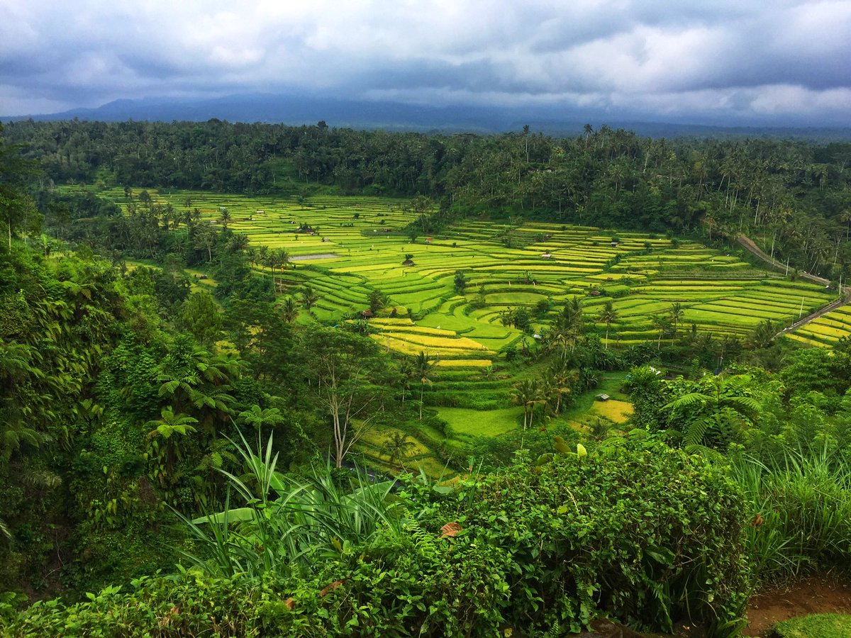 DivsiGupta's tweet photo. The stunning Landscapes of #wonderfullindonesia from fabulous beaches, to plantations to forests to paddy fields. What a photographer's delight this country is. #lombok #bali #indonesia #travel https://t.co/4nkMb2Tp9J
