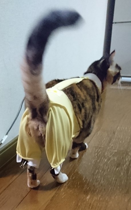 こやまゆかり 足のつけねを毛繕いしすぎてハゲて 血が出て来たので 舐めないように 猫の術後服を切って下半身カバーを 作ってみたけど 違和感からかシッポを ブンブン振って変な歩き方してる T Co Tuxwwfdjmc Twitter