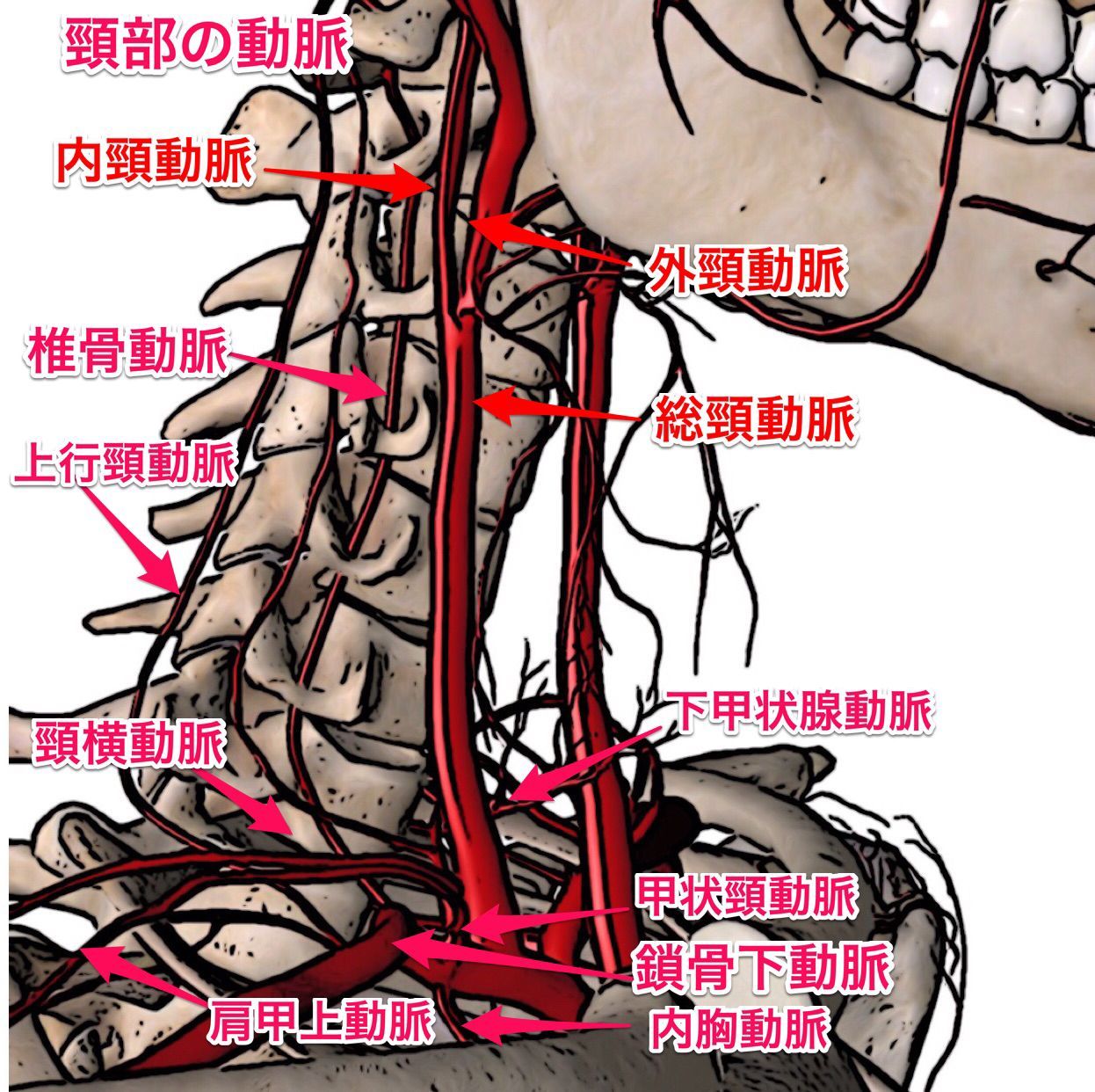 脳血管（内頸動脈、椎骨動脈）模型 脳血管模型（内頸動脈、椎骨動脈）