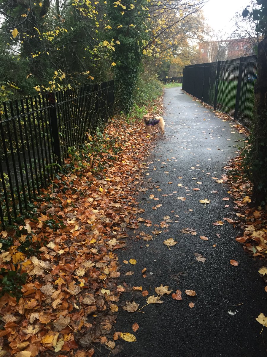 dorcasbarry's tweet photo. Rainy doggy walks :) https://t.co/PlFipVSYlU