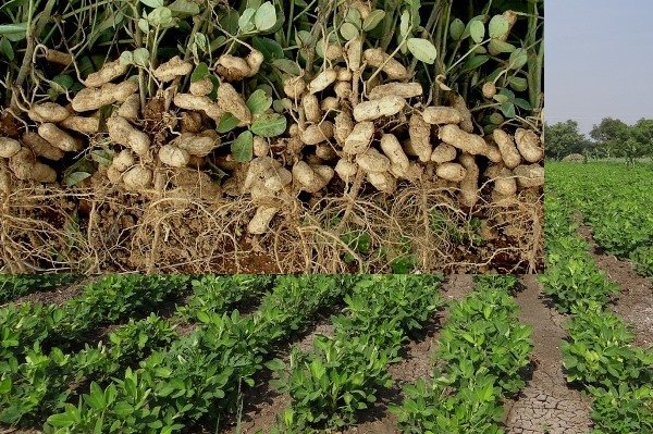 Groundnut Crop In India