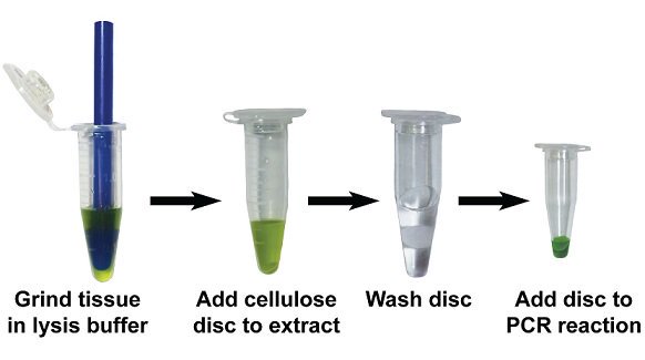 Super-fast, low-cost, low-tech prep of DNA or RNA from plants/animals/bugs in 30 seconds, using filter paper or paper towelling #PLOSBiology plos.io/2zbfNT0