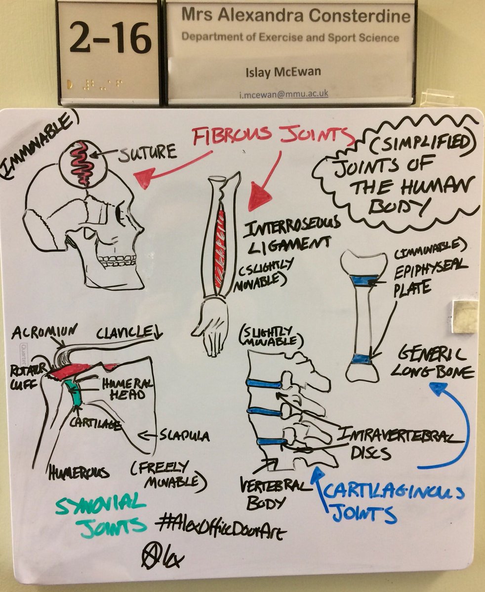 aconsterdine1's tweet photo. A simple foray into human joints- back to basics before building up #AlexOfficeDoorArt #anatomylessons @ManMetUni_SES https://t.co/LDjwoHiPiH