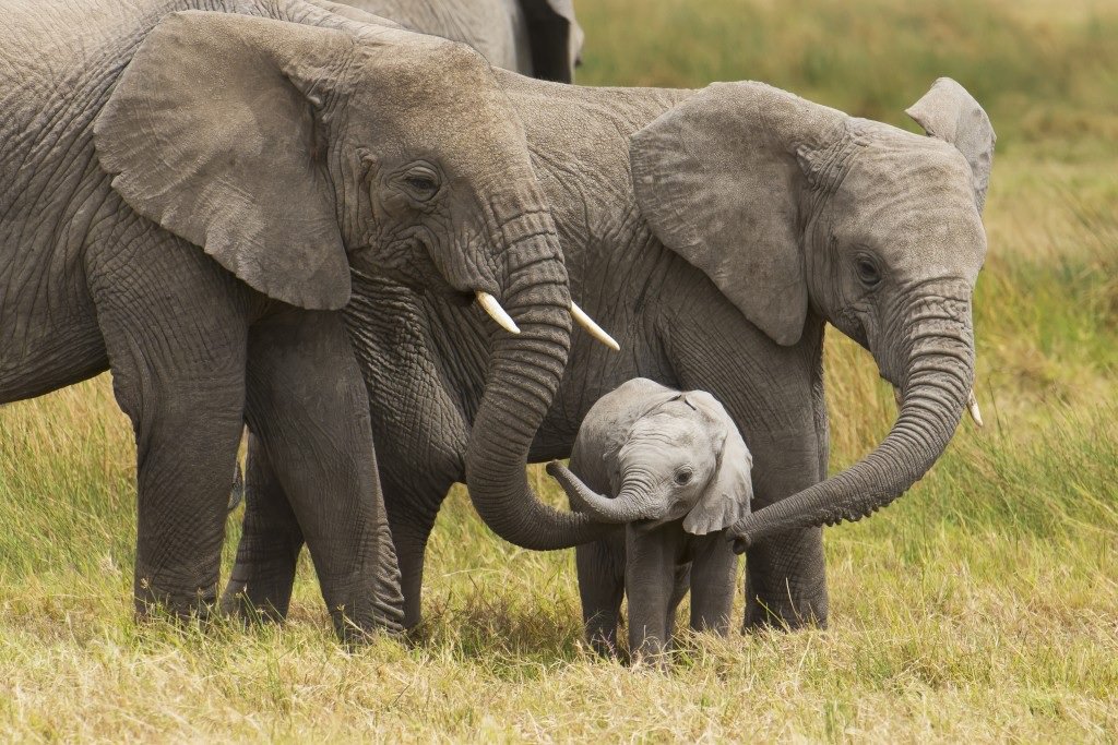 aso #BanTrophyHunting tweet media