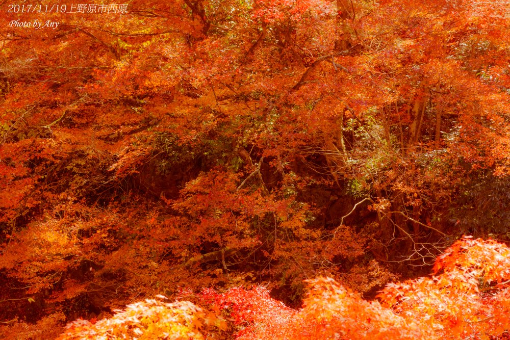 Any エニー 上野原市西原の紅葉です 県道18号線沿いから見えました 思うより見所あるし結構人もいました 東京カメラ部 上野原市 西原 紅葉 Photograghy 山梨 山梨県 Sony Sel1670z A6000 ファインダー越しの私の世界 写真好きな人と繋がり