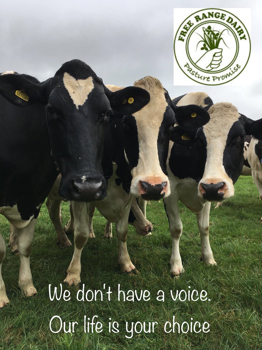 neildarwent21's tweet photo. Pasture Promise free range milk - a chance for us all to make the world a better place #freerangemilk #thankcows https://t.co/pn1kiYJwPQ