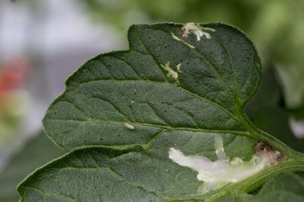 biocomes's tweet photo. The BCA against Tuta absoluta BIOCOMES has developed will extend control options for growers by an efficient, sustainable product. Registration presumably starts in 2018. Read the flyer with the final results: https://t.co/vMvbPyHgck https://t.co/pxDp42Vlwo