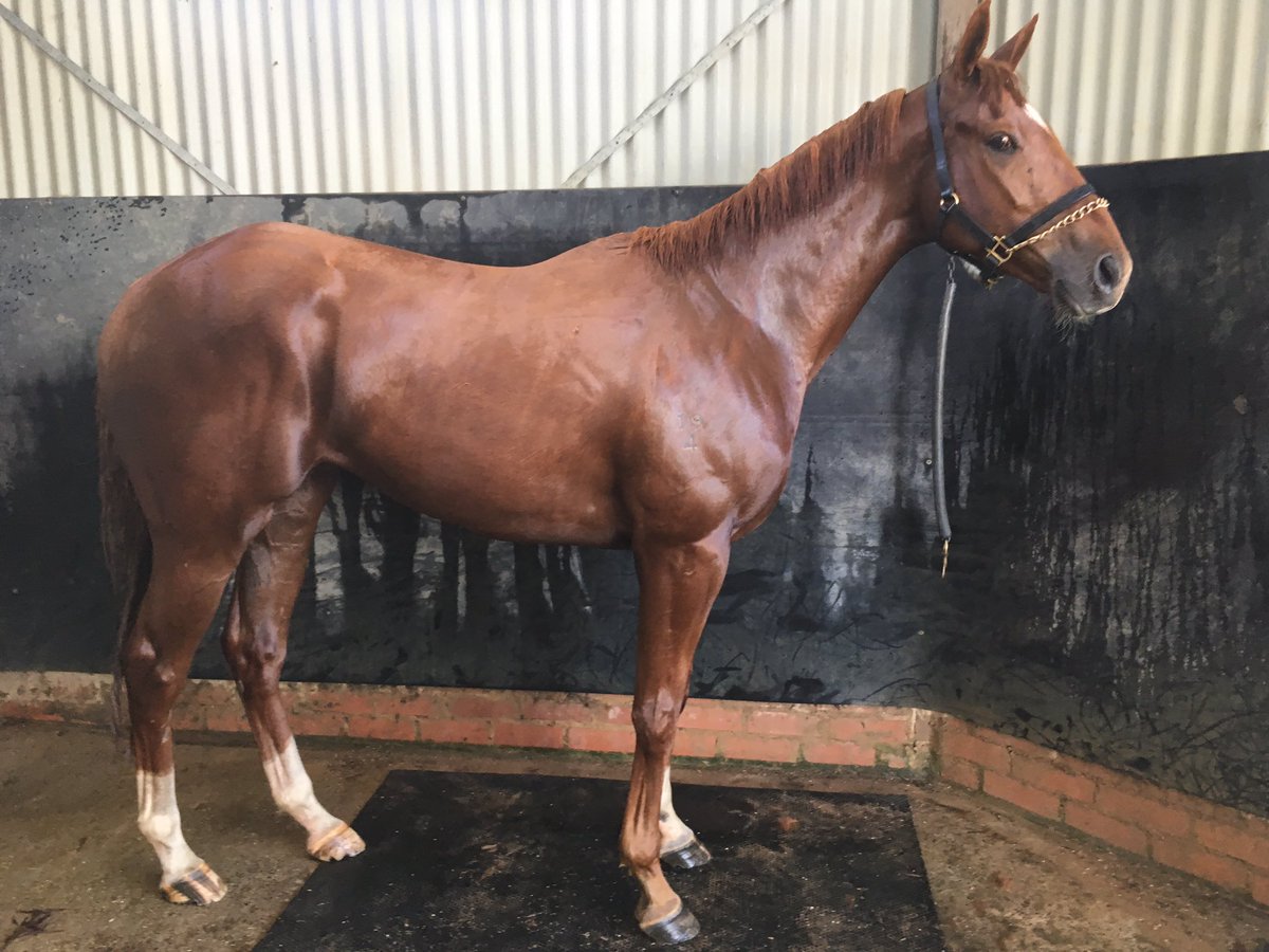 kategoodrich's tweet photo. Picked my boyfriend up from his spell &amp; gave him his first swim back.

Grown heaps, can't wait to climb back on his back 😍🏇
#Harry
#Toohardtohandle https://t.co/APCpwGV0LK