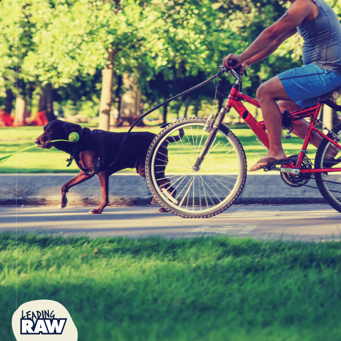 LeadingRAW's tweet photo. #exercisedogs #healthydogs #activedogs #healthylife #outdoorlife #LeadingRAW #rawfood #rawfeeder #naturaldog #doghealth #wolfpack #RAWtribe https://t.co/RcIAEz7qLA