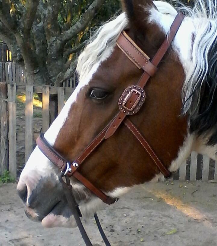 JohannJoubertp's tweet photo. @CAT1PRO @sweetrhythms @Metanoia100 @RoseSpitznogle @donatela30 @louiseweir2014 @zintkala_ska @ChatterFinch @crazydoctorlady @nimsev @Rosaromance13 🏇🏻 Hi y'all...😎
#BitlessBridle https://t.co/3pWYtRNSGg