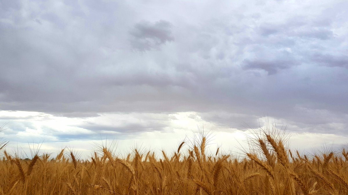 caljamma's tweet photo. Storm clouds roll over a wheat field near Mallala #snapadelaide https://t.co/B5mefjJ42n
